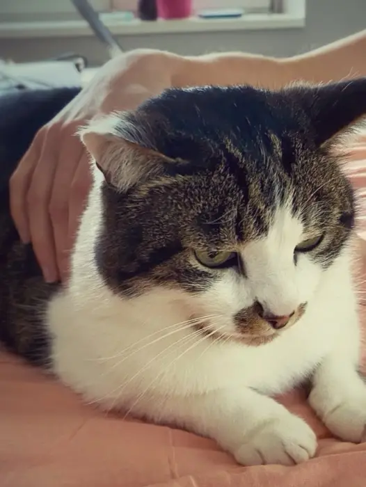Chat tigré détendu dans les bras