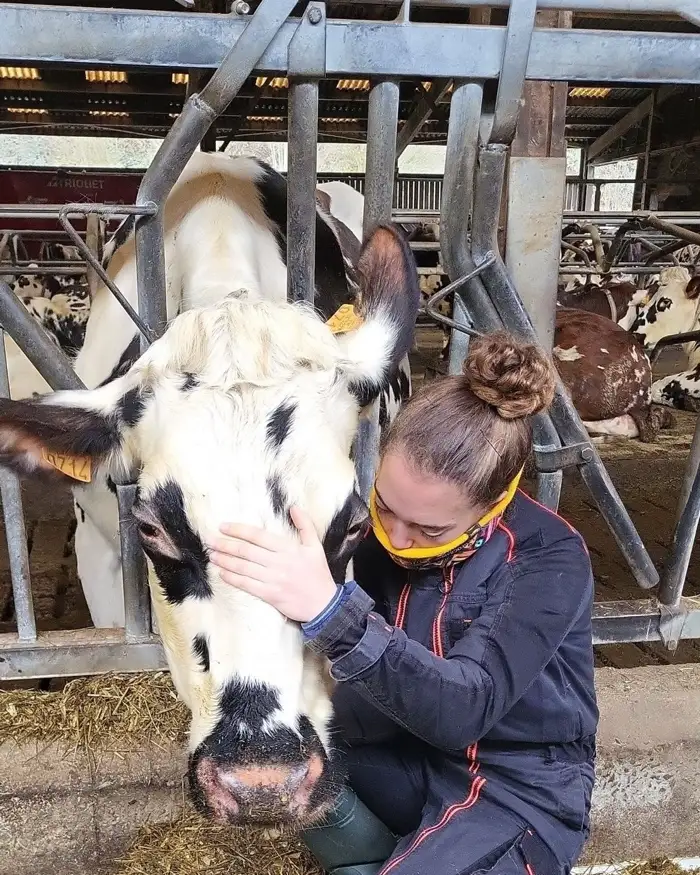 Maya en consultation, les mains sur la tête d’une vache
