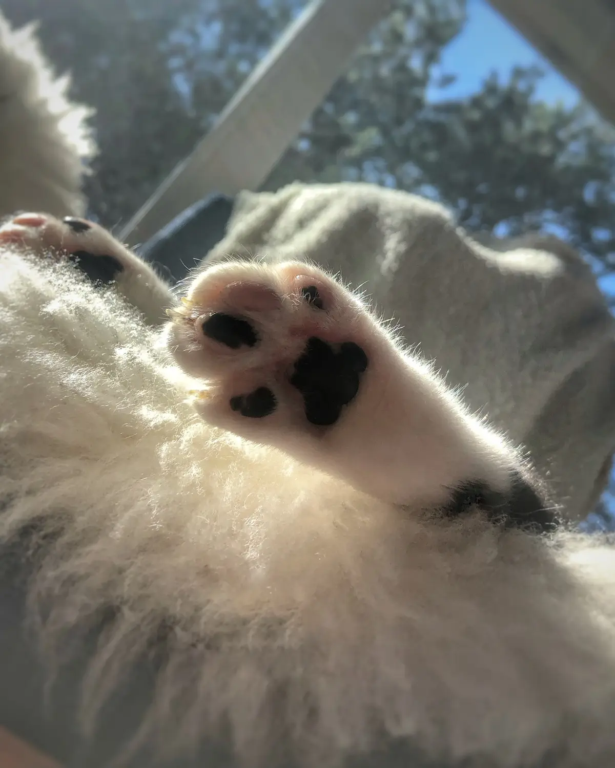 Patte d’un chien détendu au soleil